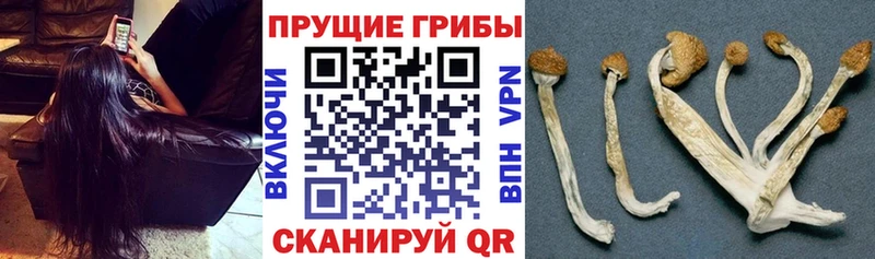 Галлюциногенные грибы GOLDEN TEACHER  Тулун 